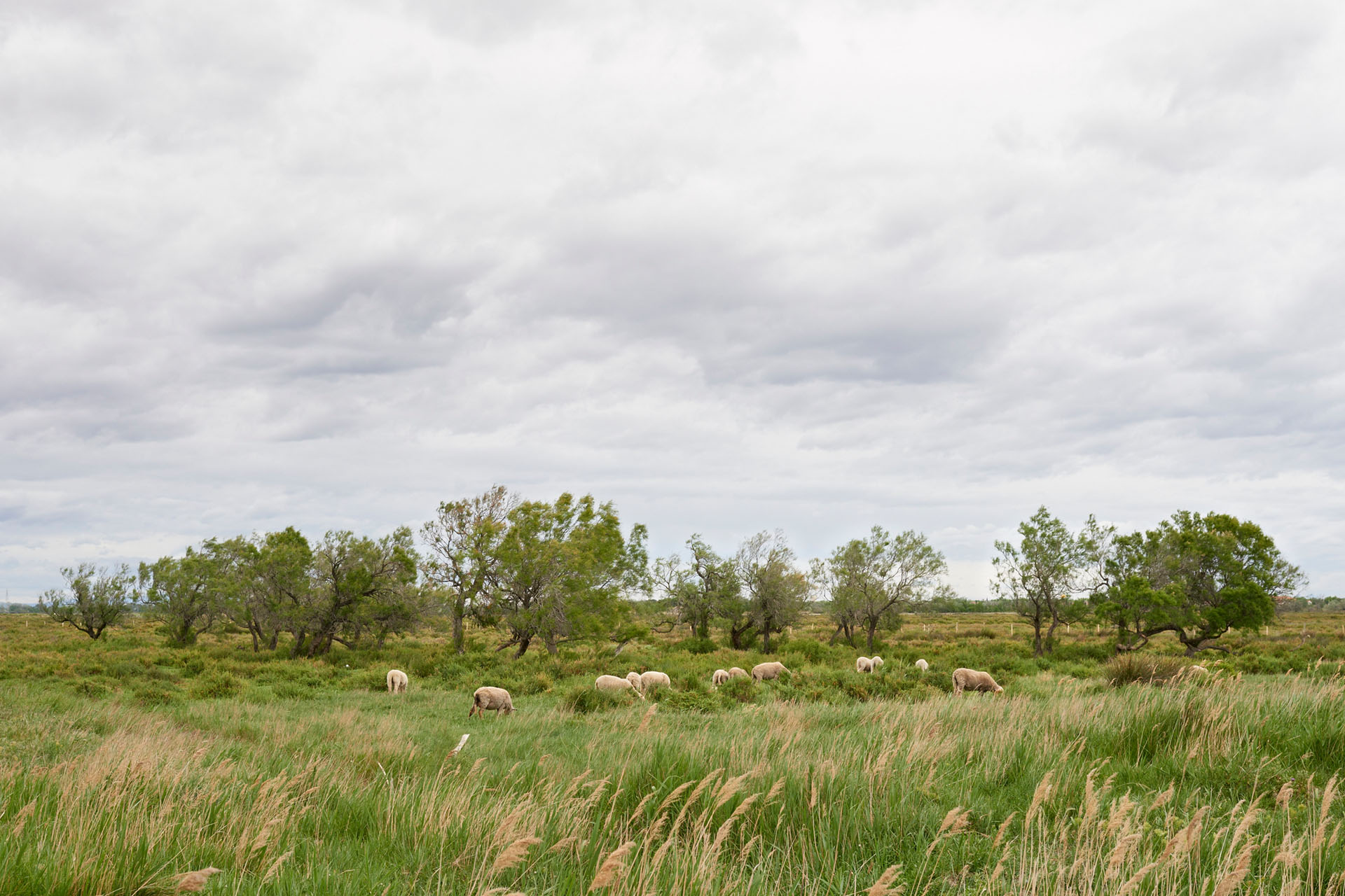 Proximité des marais salant - Arles - 2014