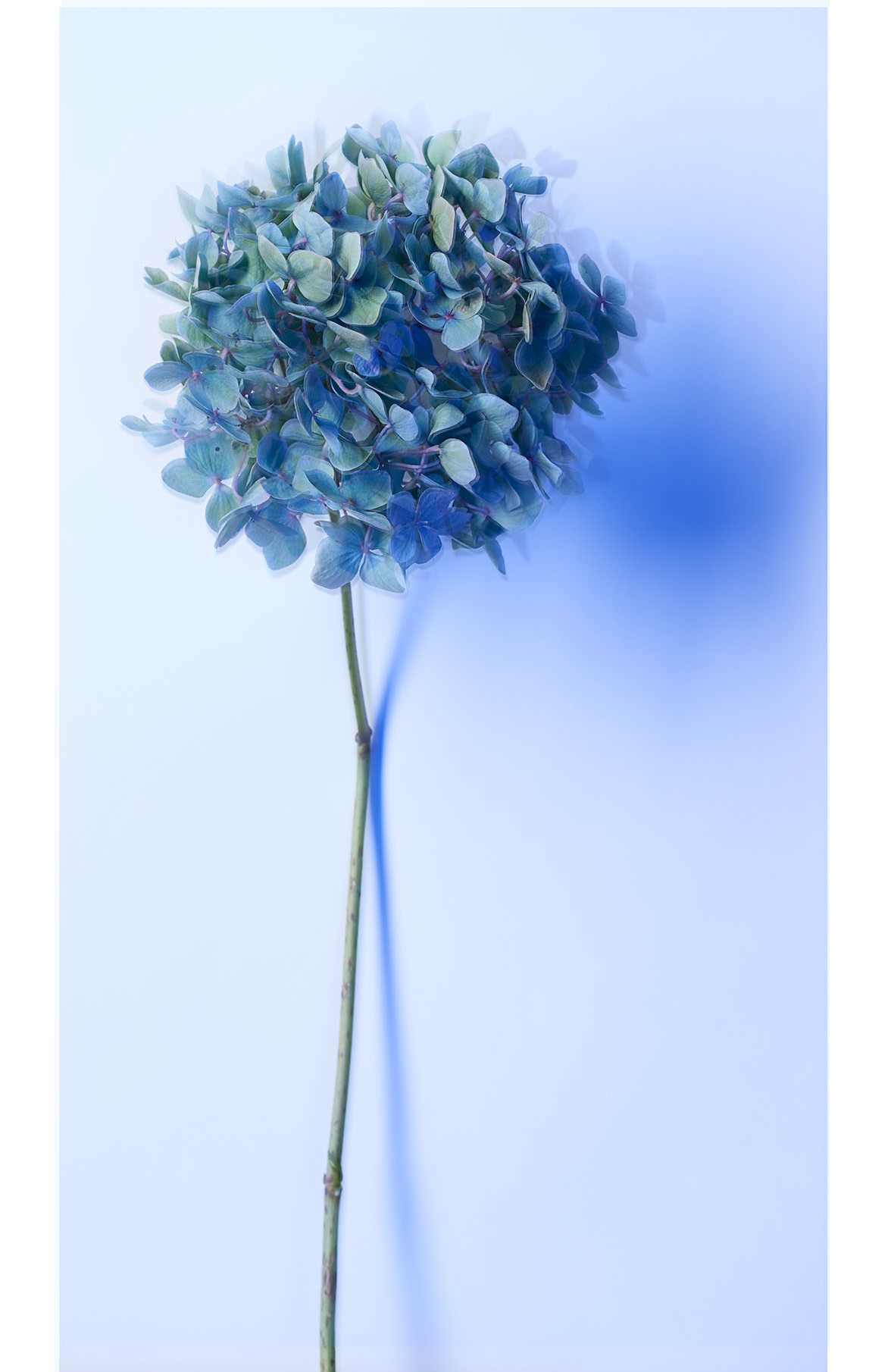 Hydrangea Flower - août 2016