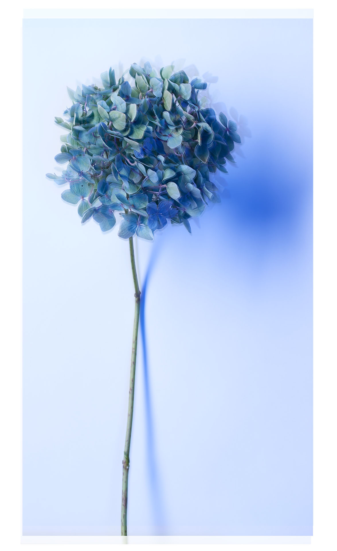 Hydrangea Flower - août 2016